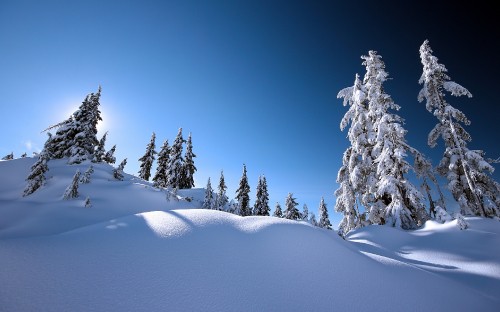 Image snow covered pine trees on snow covered mountain during daytime