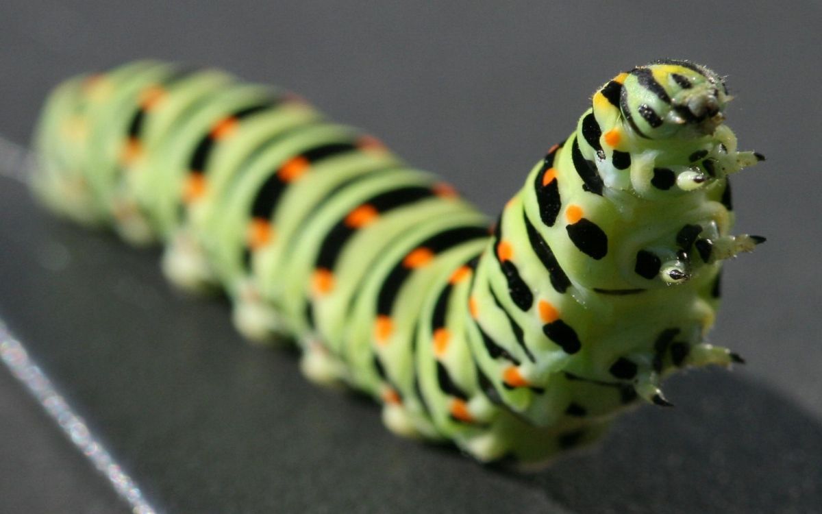 green and black caterpillar on black textile