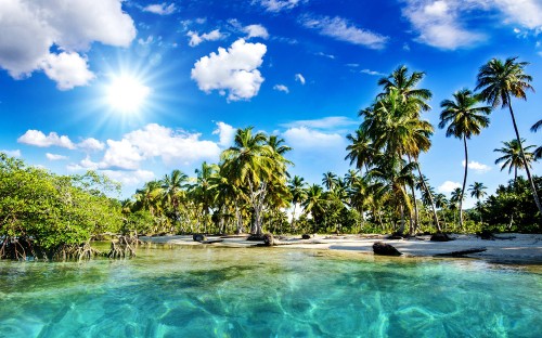 Image green palm trees beside body of water during daytime