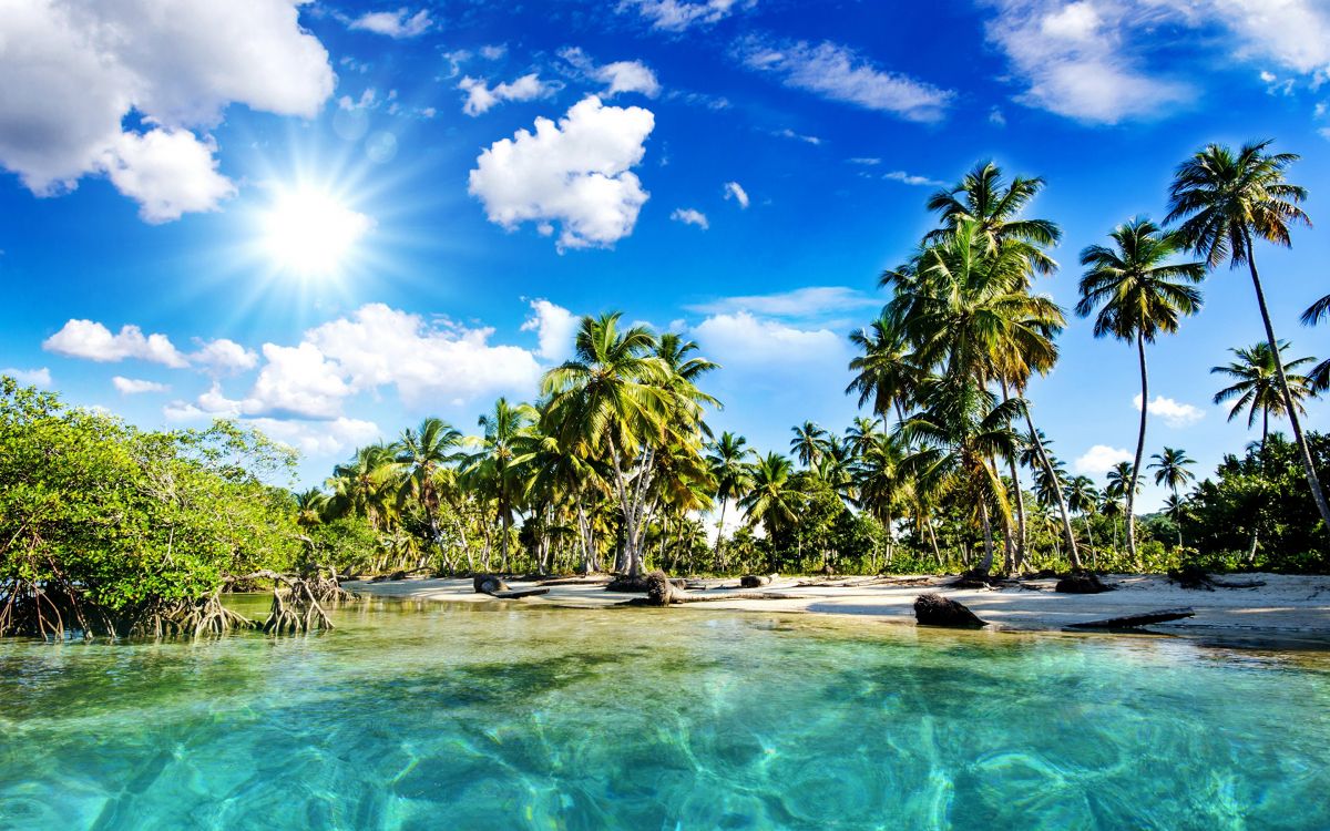 green palm trees beside body of water during daytime