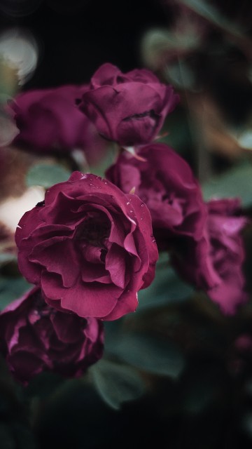 Image pink rose in bloom during daytime