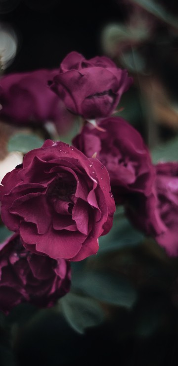 Image pink rose in bloom during daytime