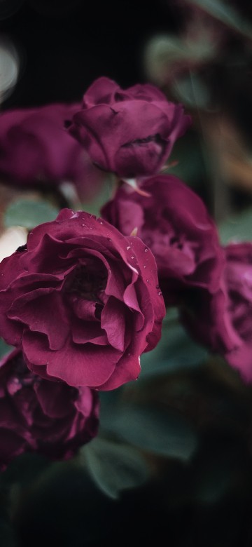 Image pink rose in bloom during daytime
