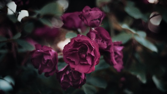 Image pink rose in bloom during daytime