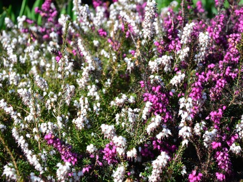 Image purple flowers with green leaves