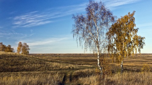 Image brown leafless tree on brown grass field under blue sky during daytime