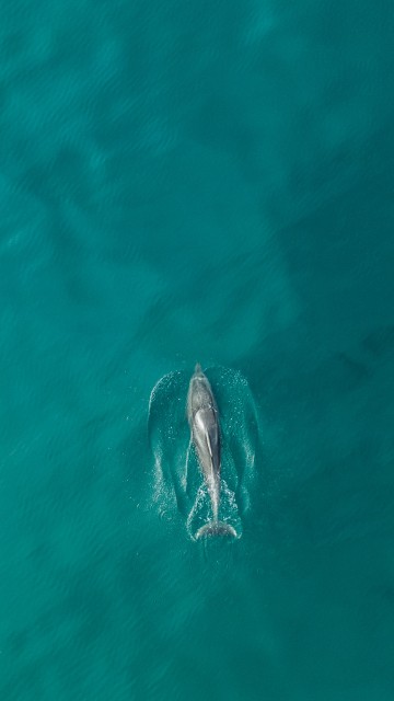 Image gray dolphin in body of water