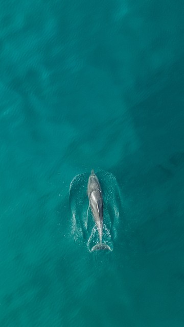 Image gray dolphin in body of water