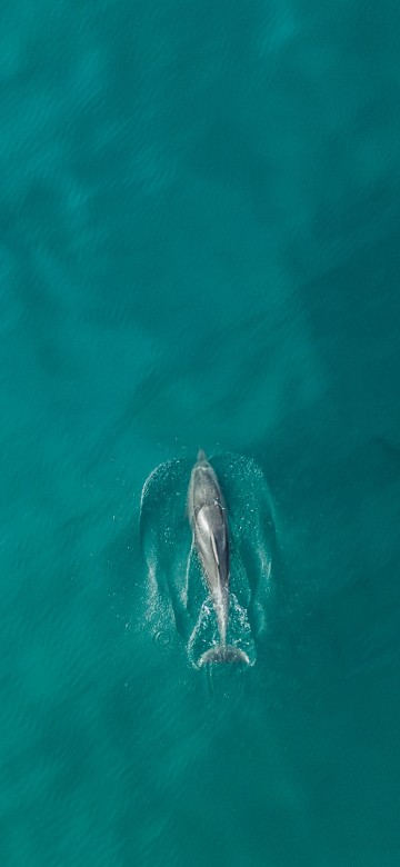 Image gray dolphin in body of water