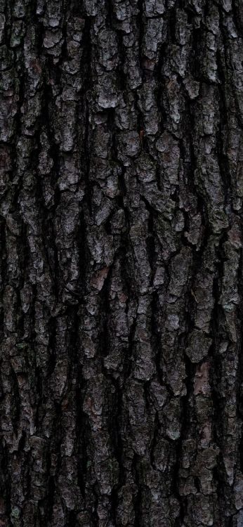 Écorce, Brown, Gris, Plante Terrestre, Fermer. Wallpaper in 1080x2340 Resolution
