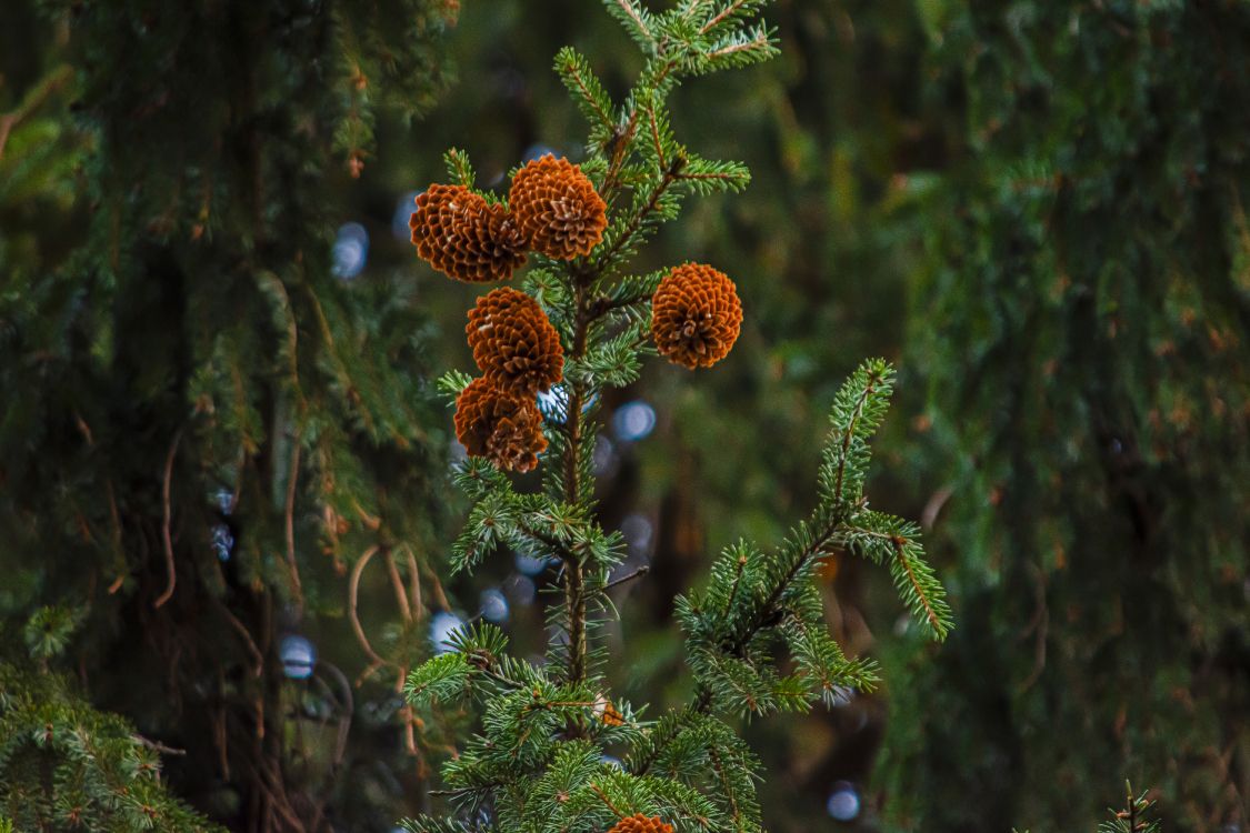 Branch, Natur, Weihnachtsbaum, Vegetation, Biome. Wallpaper in 6000x4000 Resolution