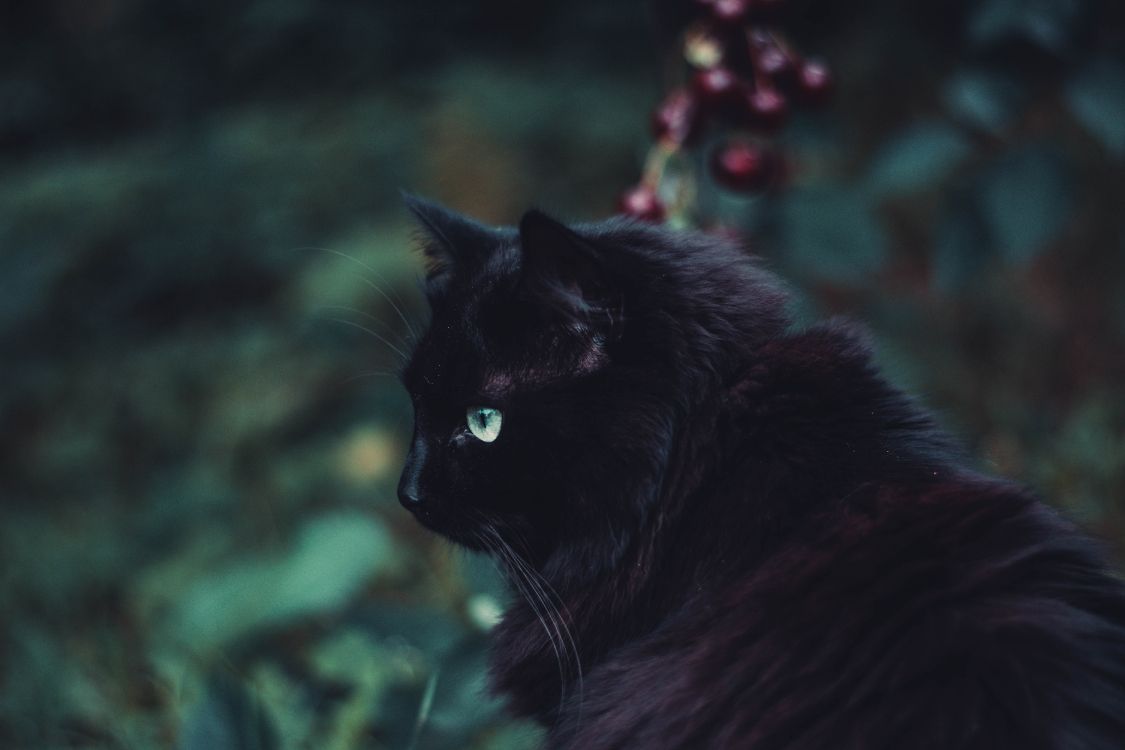 黑色的猫, 黑色的, 胡须, 猫科, 绿色的 壁纸 6000x4000 允许