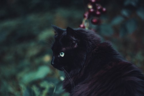 Image black cat on green grass