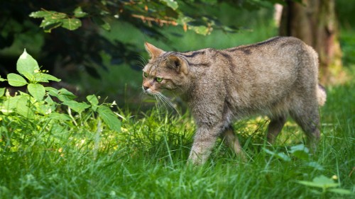 Image wildlife, wildcat, pixie bob, cat, plant