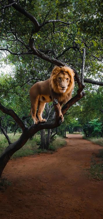 Massai-Löwe, Olympus OM-System, Baum, Carnivore, Felidae. Wallpaper in 1421x3000 Resolution