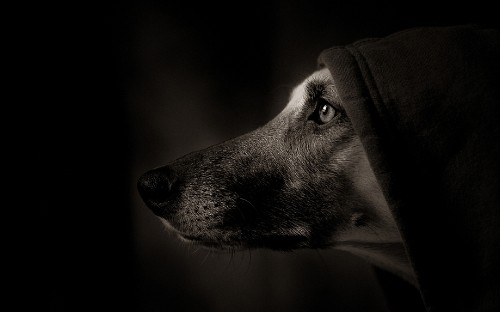 Image grayscale photo of dog covered with blanket