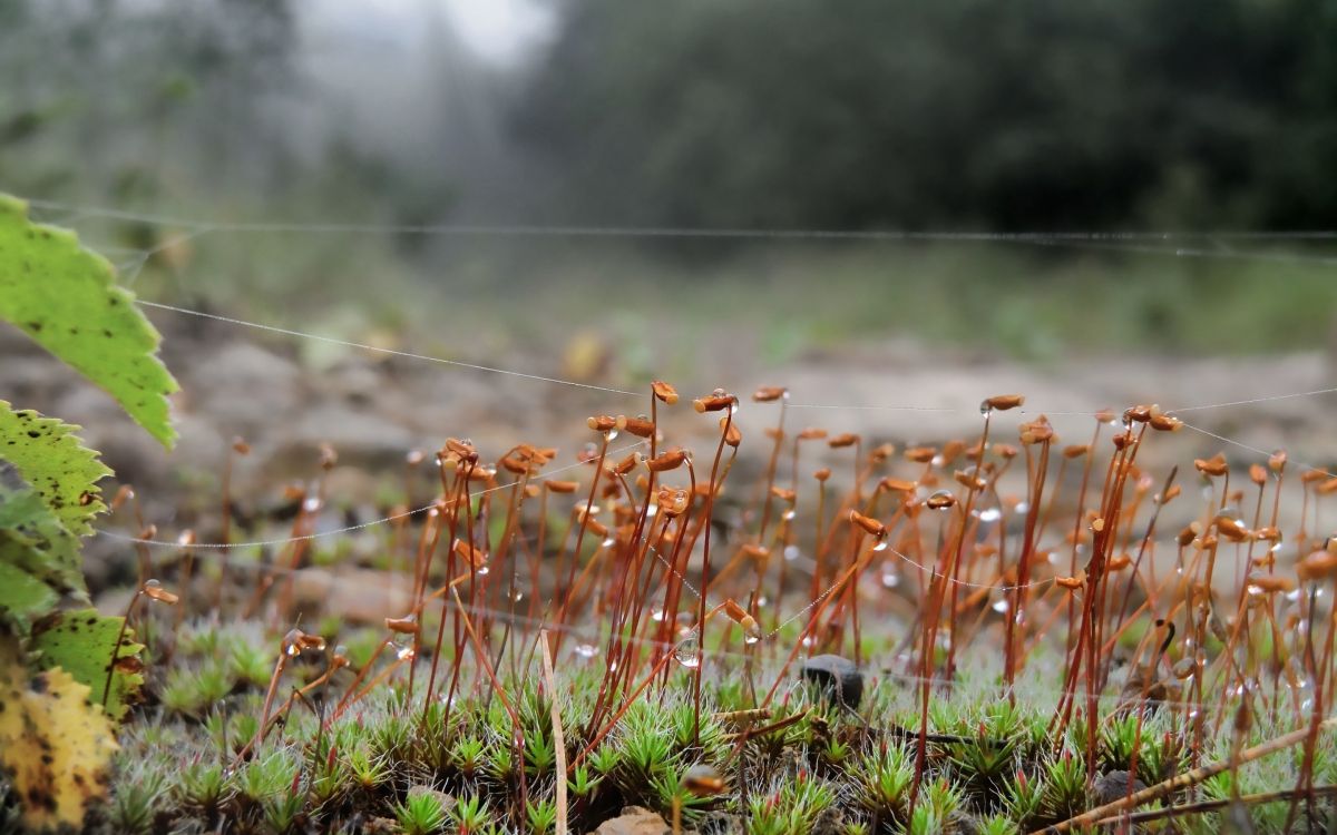 Champ D'herbe Verte Pendant la Journée. Wallpaper in 2880x1800 Resolution