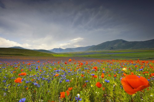 Image red blue and yellow flower field under cloudy sky during daytime