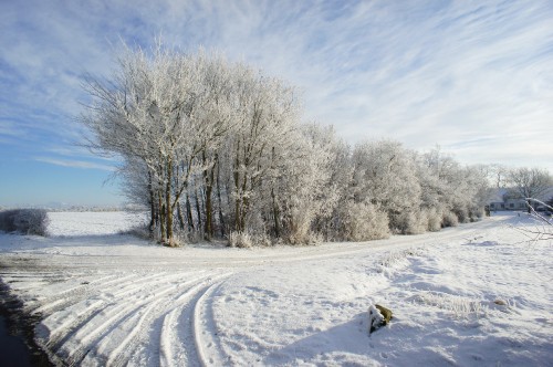 Image person in white snow covered ground near bare trees during daytime