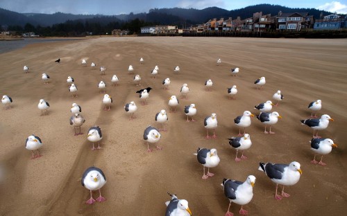 Image flock of white and black birds on brown sand during daytime