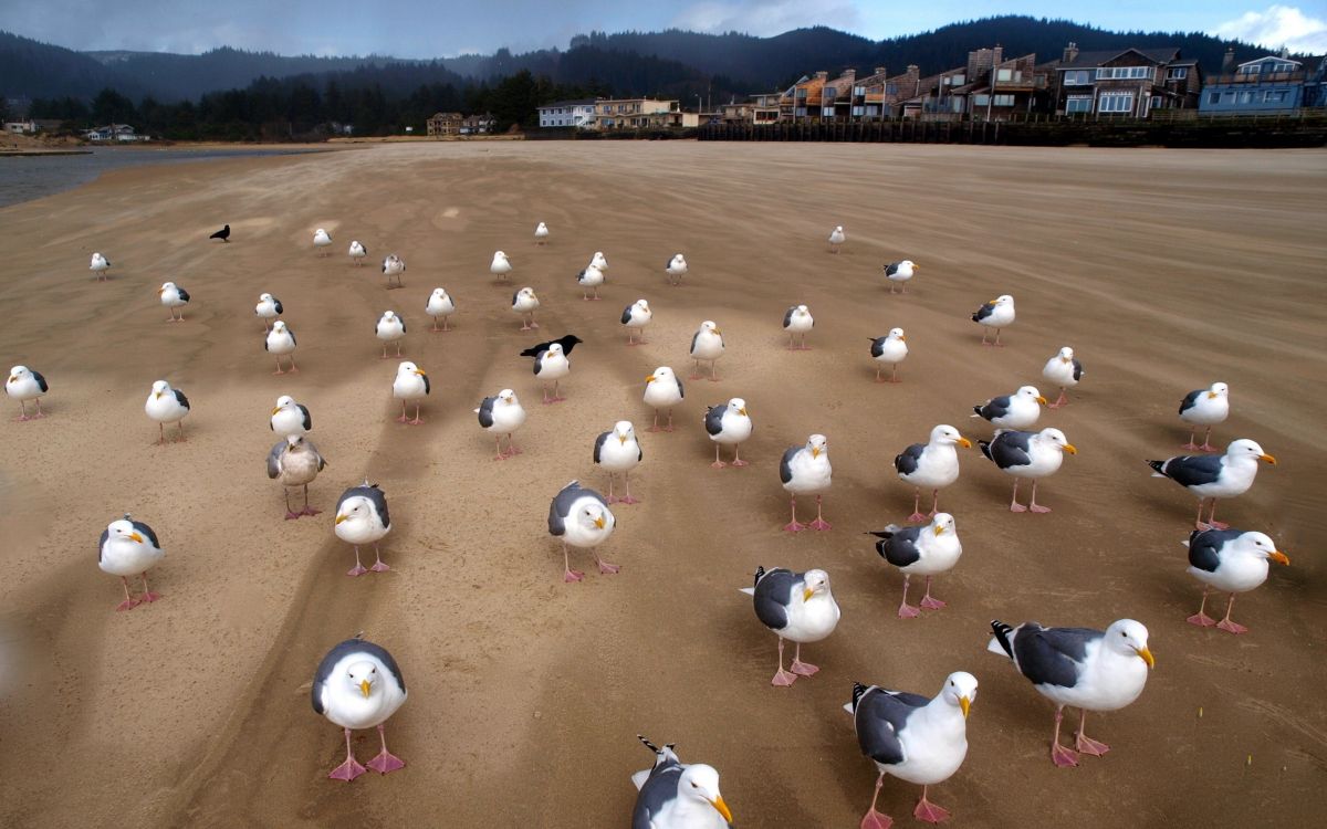 flock of white and black birds on brown sand during daytime