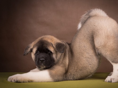 Image brown and black short coated dog lying on white textile