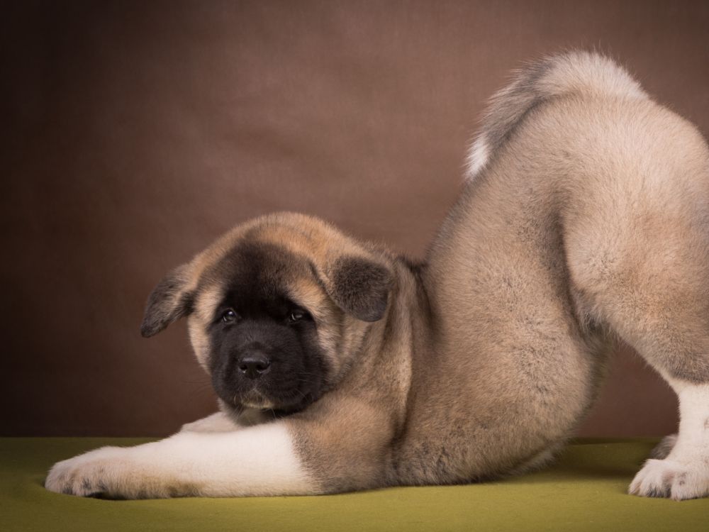 brown and black short coated dog lying on white textile