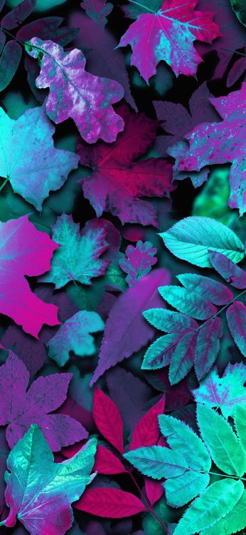 Farbigkeit, Blatt, Botanik, Purpur, Blütenblatt. Wallpaper in 1080x2340 Resolution