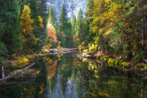 Image green trees beside river during daytime