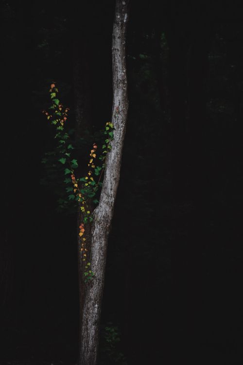 Tree, Green, Branch, Night, Plant. Wallpaper in 4016x6016 Resolution