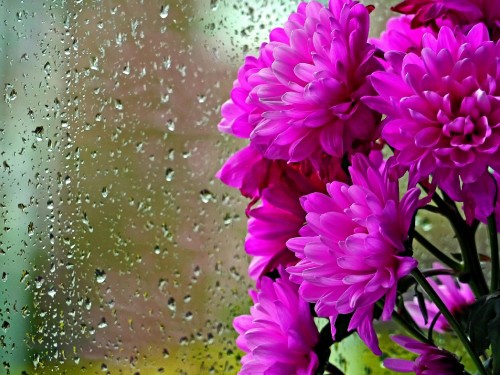 Image pink flowers with water droplets