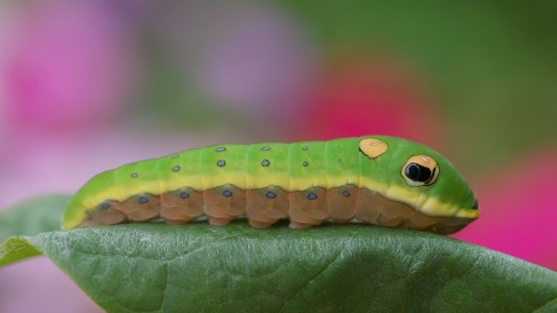 Image green and black caterpillar on green leaf in close up photography during daytime