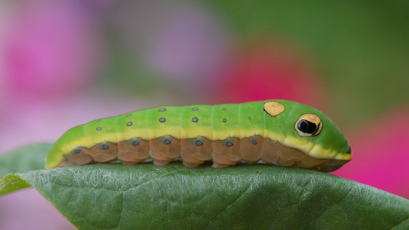 green and black caterpillar on green leaf in close up photography during daytime