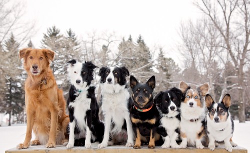 Image black and white border collie and brown and white short coat medium dog on snow covered