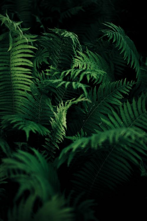 Farn, Ostrich Fern, Blatt, Farne Und Schachtelhalme, Vegetation. Wallpaper in 4000x6010 Resolution