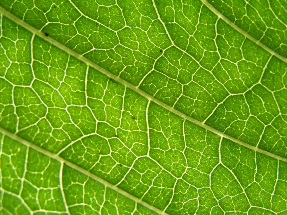 Feuille Verte en Photographie Rapprochée. Wallpaper in 2560x1920 Resolution
