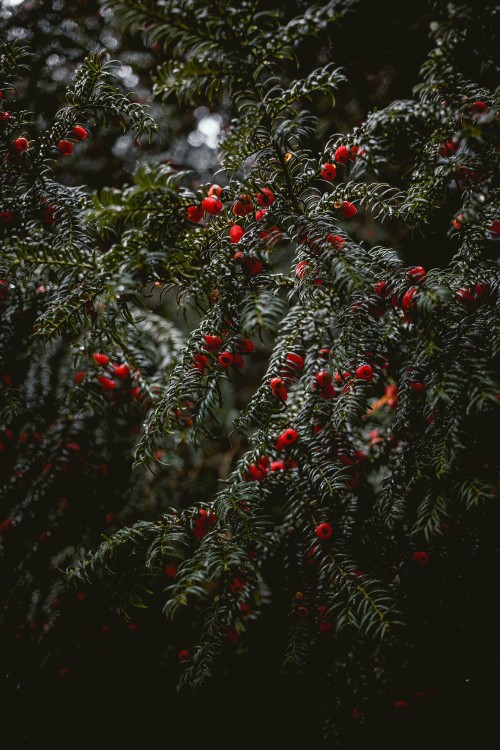 Image English Yew, spruce, mulled wine, christmas tree, botany