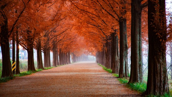 Image fall foliage, autumn, autumn leaf color, plant, botany