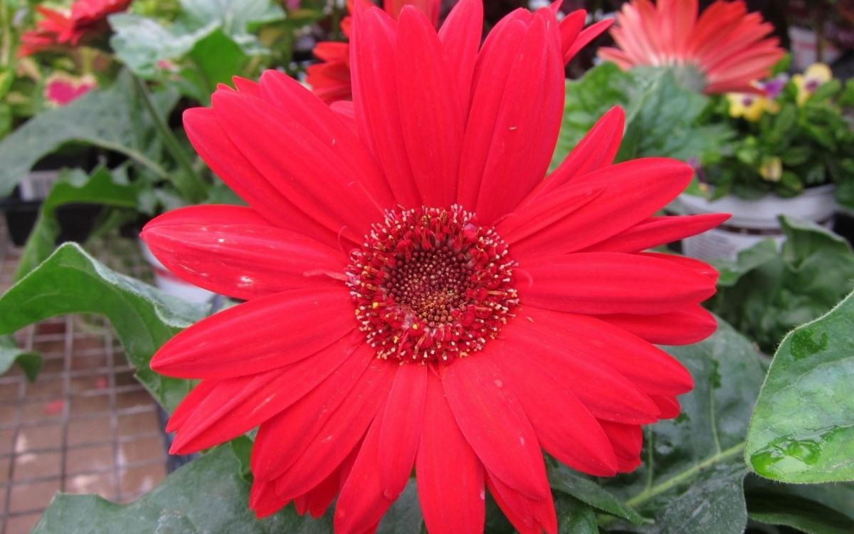 red flower in macro shot