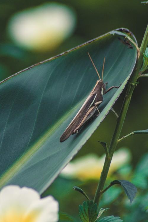 Image brown grasshopper on green leaf