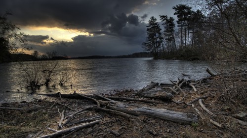 Image brown tree log on shore during sunset