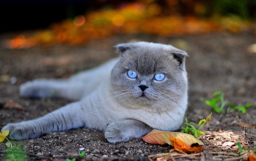 Image gray cat on brown dried leaves