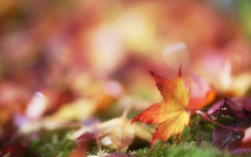 Image brown leaf on green grass