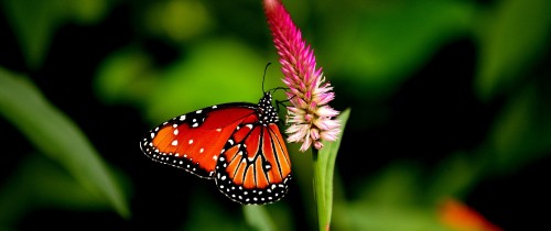 Image monarch butterfly perched on pink flower in close up photography during daytime