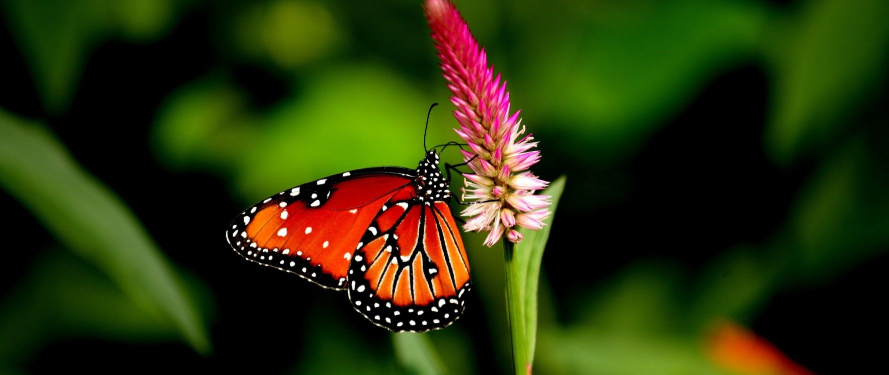 monarch butterfly perched on pink flower in close up photography during daytime