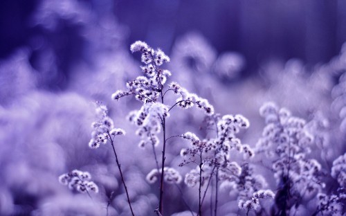 Image purple flower in grayscale photography