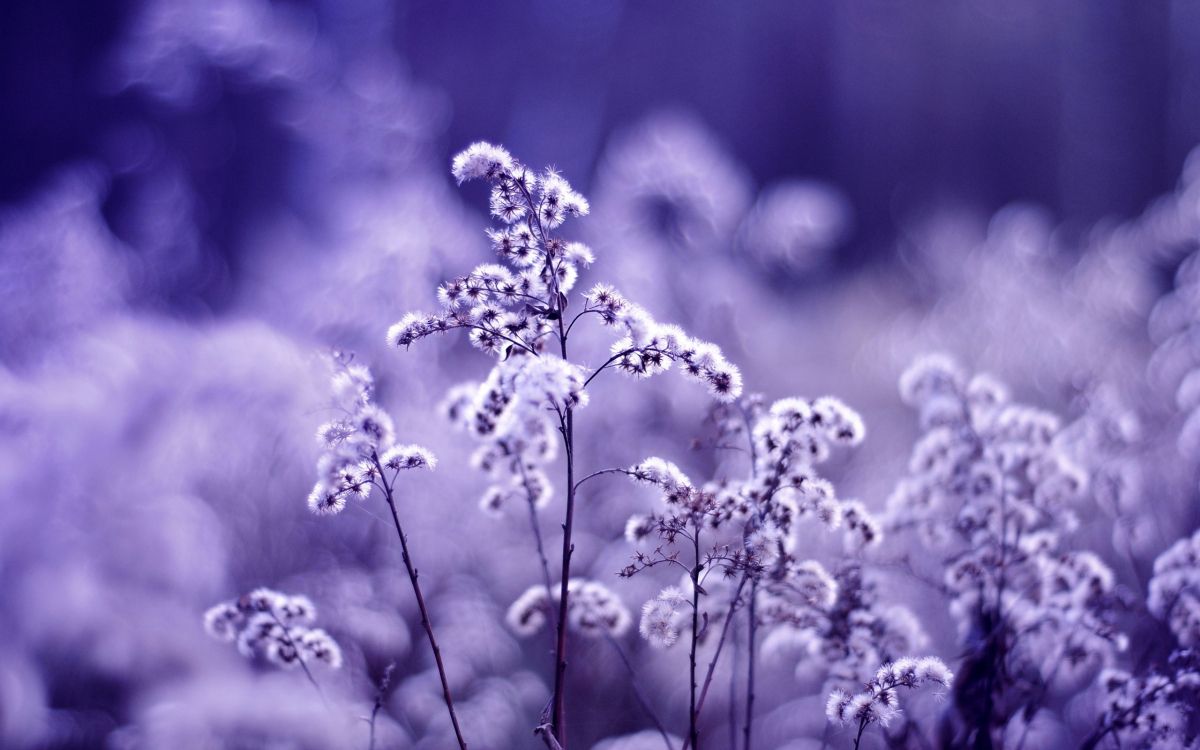 Fleur Violette en Photographie en Niveaux de Gris. Wallpaper in 2560x1600 Resolution