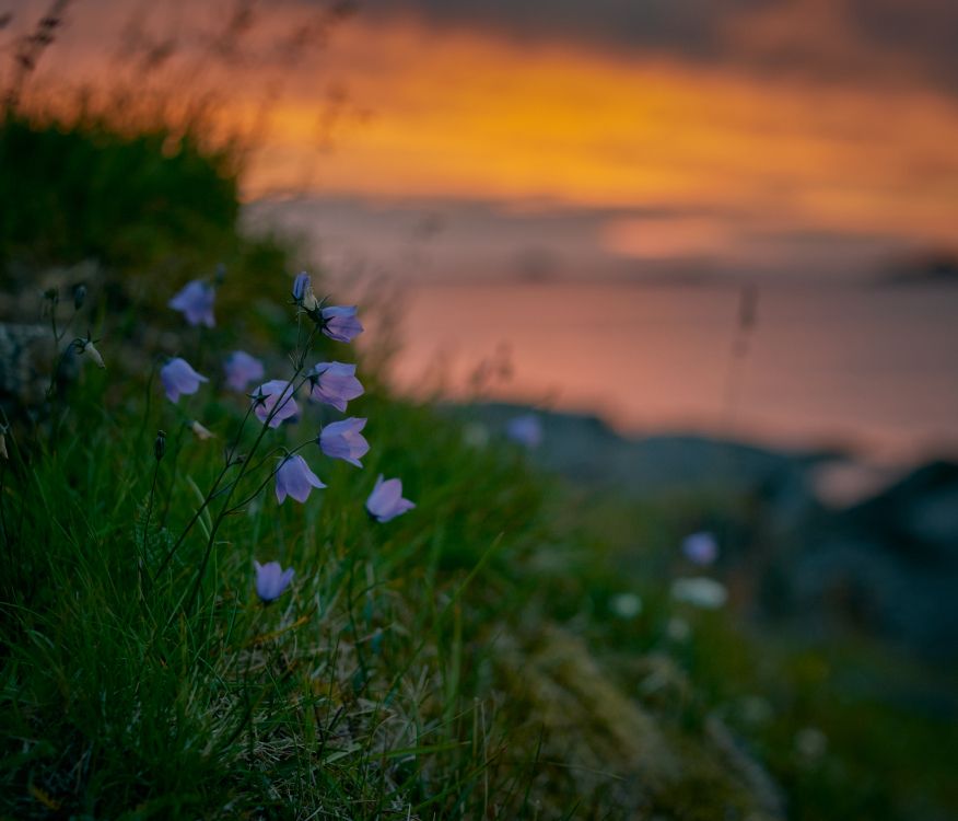 Fleurs Blanches et Violettes Sur Terrain D'herbe Verte Pendant le Coucher du Soleil. Wallpaper in 3500x2995 Resolution