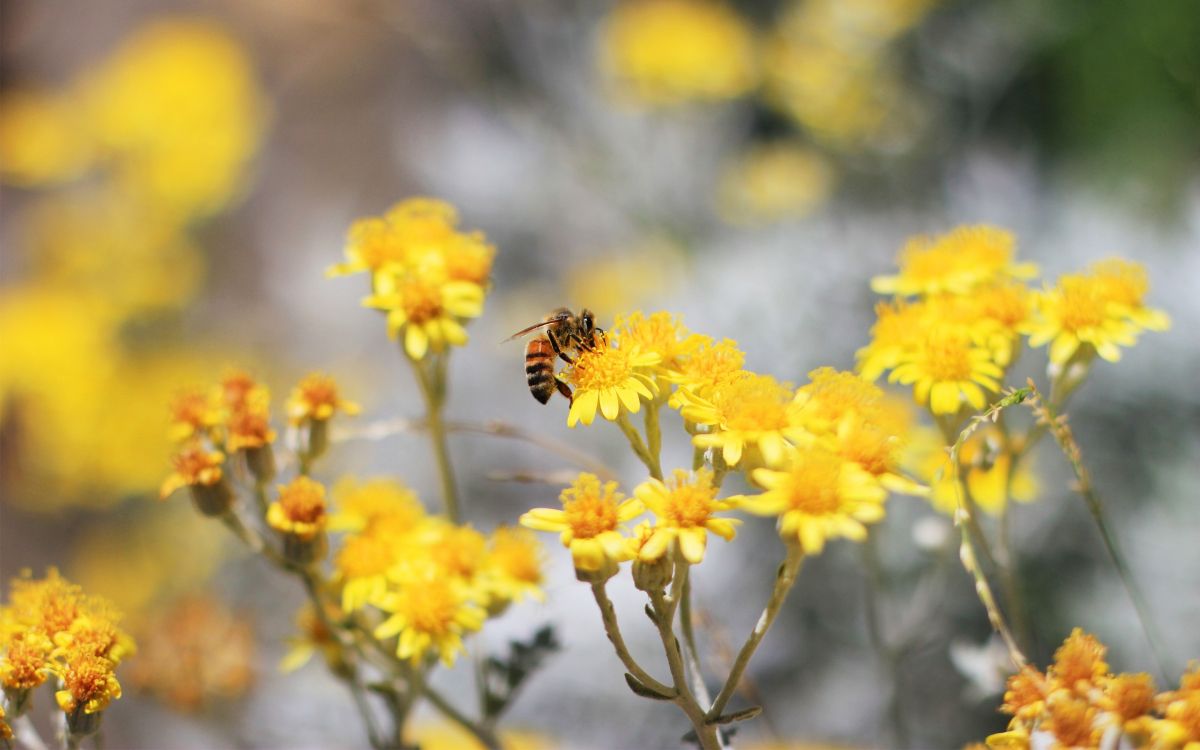 显花植物, 黄色的, 弹簧, 花粉, 野花 壁纸 2880x1800 允许