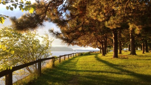 Image green grass field with trees near sea during daytime